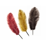 Sulg Manuscrip Quill Pen Ostrich assortii Bordoopunane 1tk