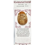 Fossiilne korall auguga kivi